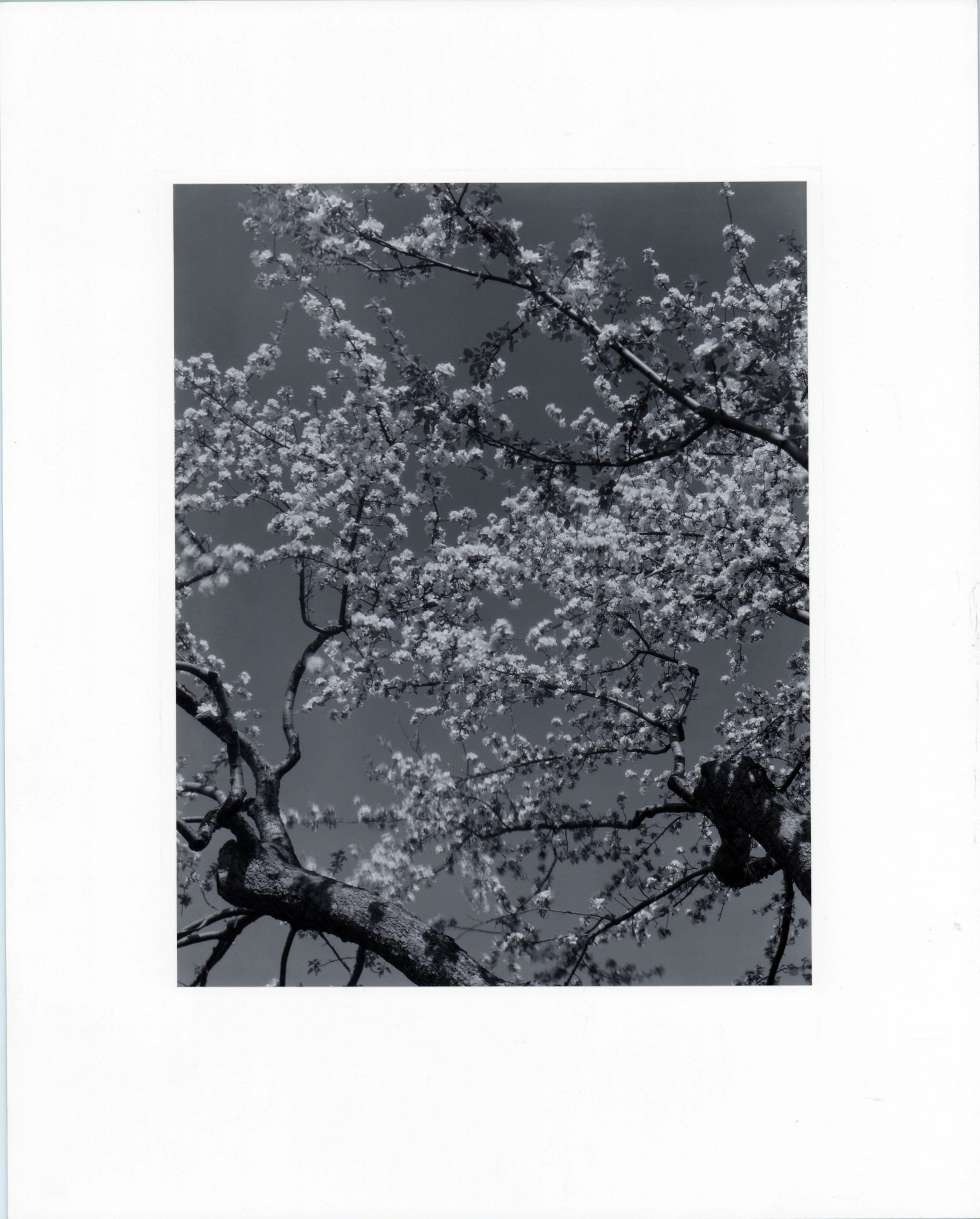 Edward Steichen – Apple Blossoms