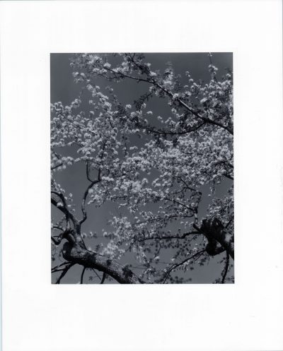 Edward Steichen – Apple Blossoms