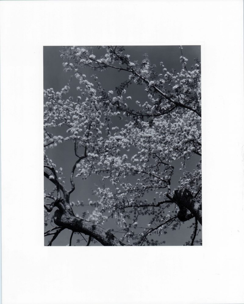 Edward Steichen – Apple Blossoms